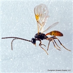Aphidius Colemani Beneficial Wasp