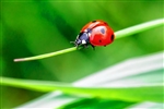 Adult Ladybugs H. Convergens 1500